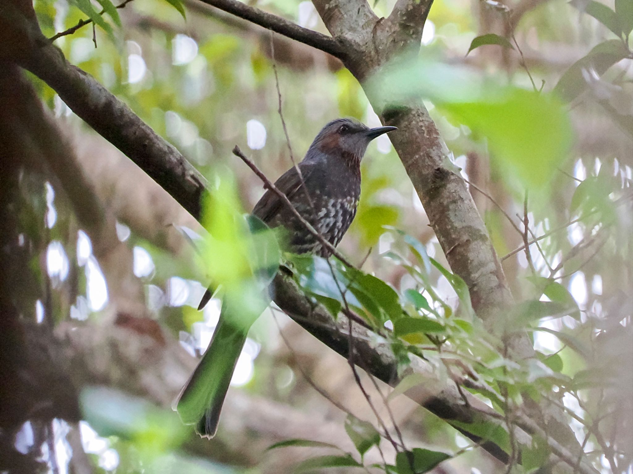 Brown-eared Bulbul(ogawae)