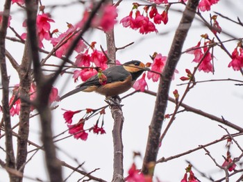 Varied Tit(amamii) Amami Nature Observation Forest Fri, 1/19/2024