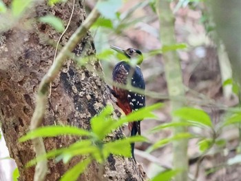 White-backed Woodpecker(owstoni) Amami Nature Observation Forest Fri, 1/19/2024