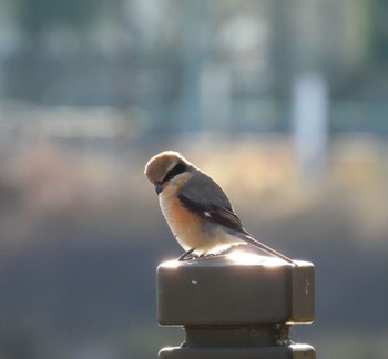 Bull-headed Shrike 岐阜市 Sun, 1/28/2024