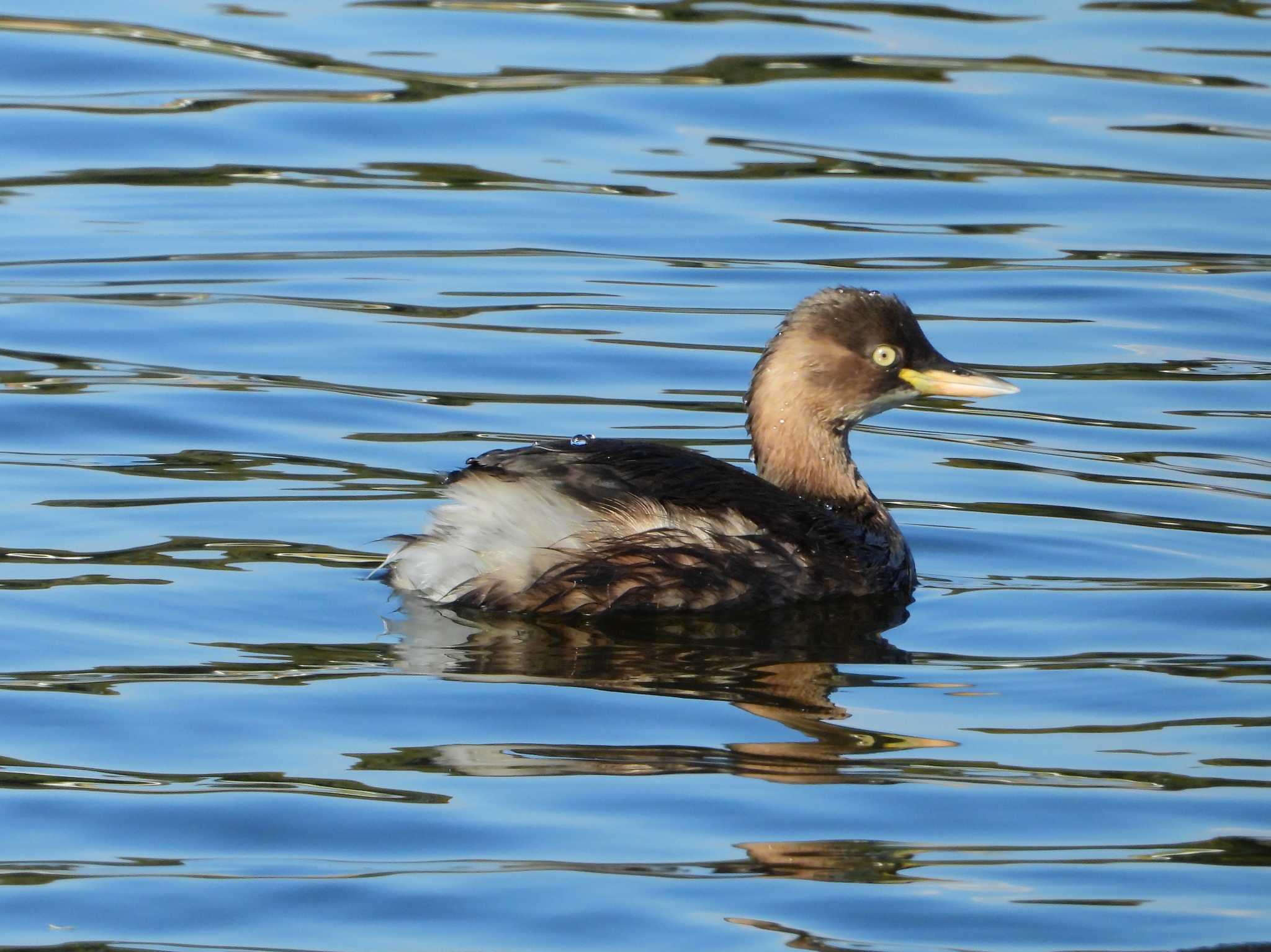 Photo of Little Grebe at 多々良沼 by merumumu