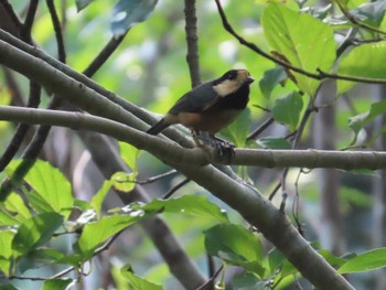 Varied Tit(amamii) やんばるの森 Mon, 9/11/2023