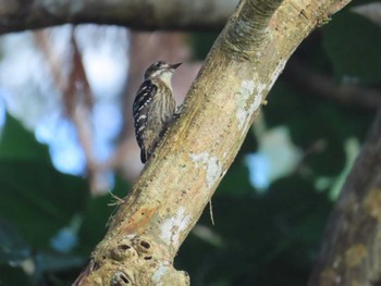 Japanese Pygmy Woodpecker(nigrescens) やんばるの森 Mon, 9/11/2023