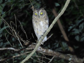 Ryukyu Scops Owl Kunigamison Tue, 9/12/2023