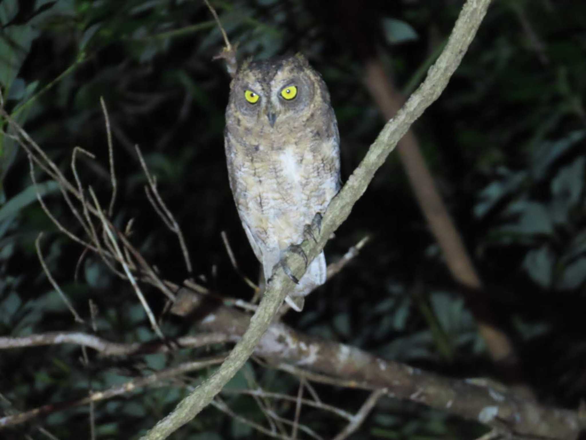 国頭村(沖縄県) リュウキュウコノハズクの写真 by 生き物好きのY