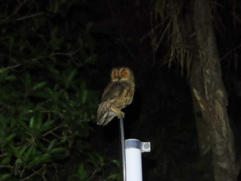 Japanese Scops Owl(pryeri) Kunigamison Tue, 9/12/2023