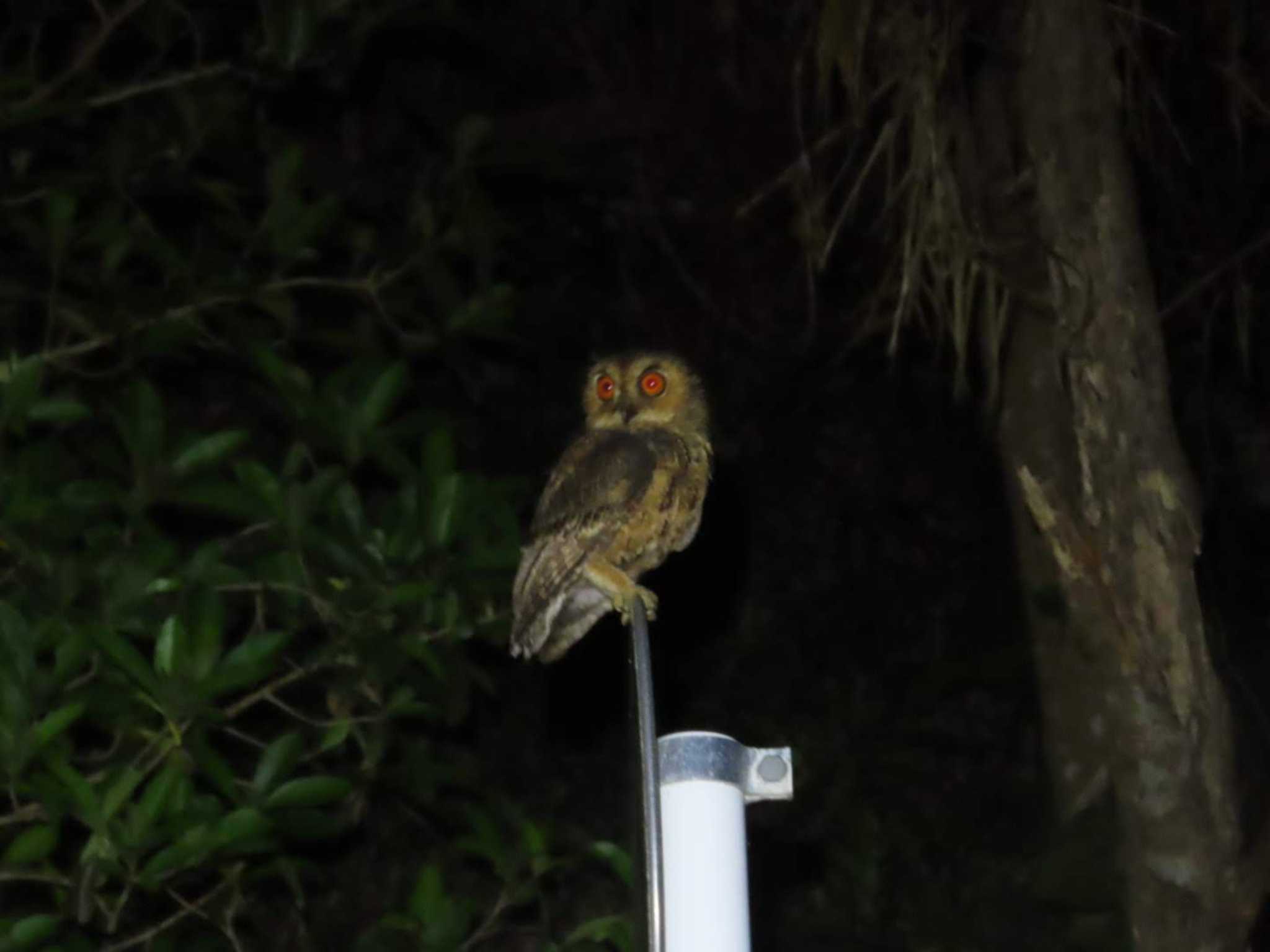 Photo of Japanese Scops Owl(pryeri) at Kunigamison by 生き物好きのY