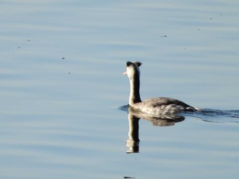 Great Crested Grebe 多々良沼 Wed, 11/14/2018