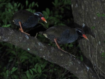 Okinawa Rail Kunigamison Tue, 9/12/2023