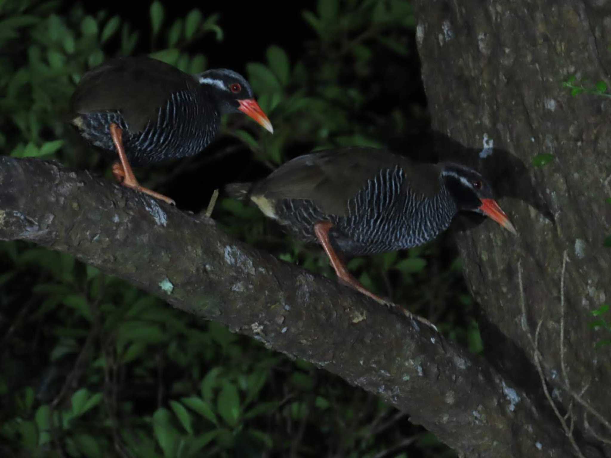 Photo of Okinawa Rail at Kunigamison by 生き物好きのY