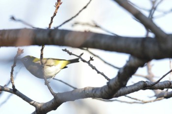 Warbling White-eye 芥川 Sun, 1/28/2024