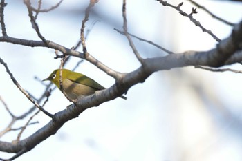 Warbling White-eye 芥川 Sun, 1/28/2024