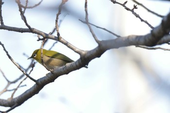 Warbling White-eye 芥川 Sun, 1/28/2024