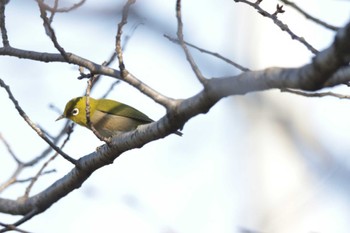 Warbling White-eye 芥川 Sun, 1/28/2024