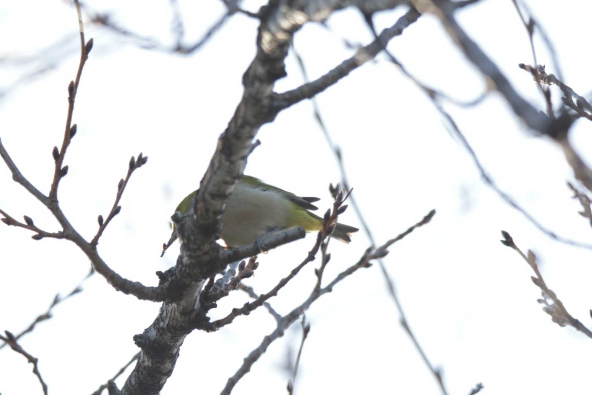 Photo of Warbling White-eye at 芥川 by KAZUSAN