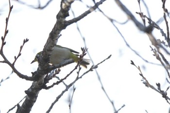 Warbling White-eye 芥川 Sun, 1/28/2024