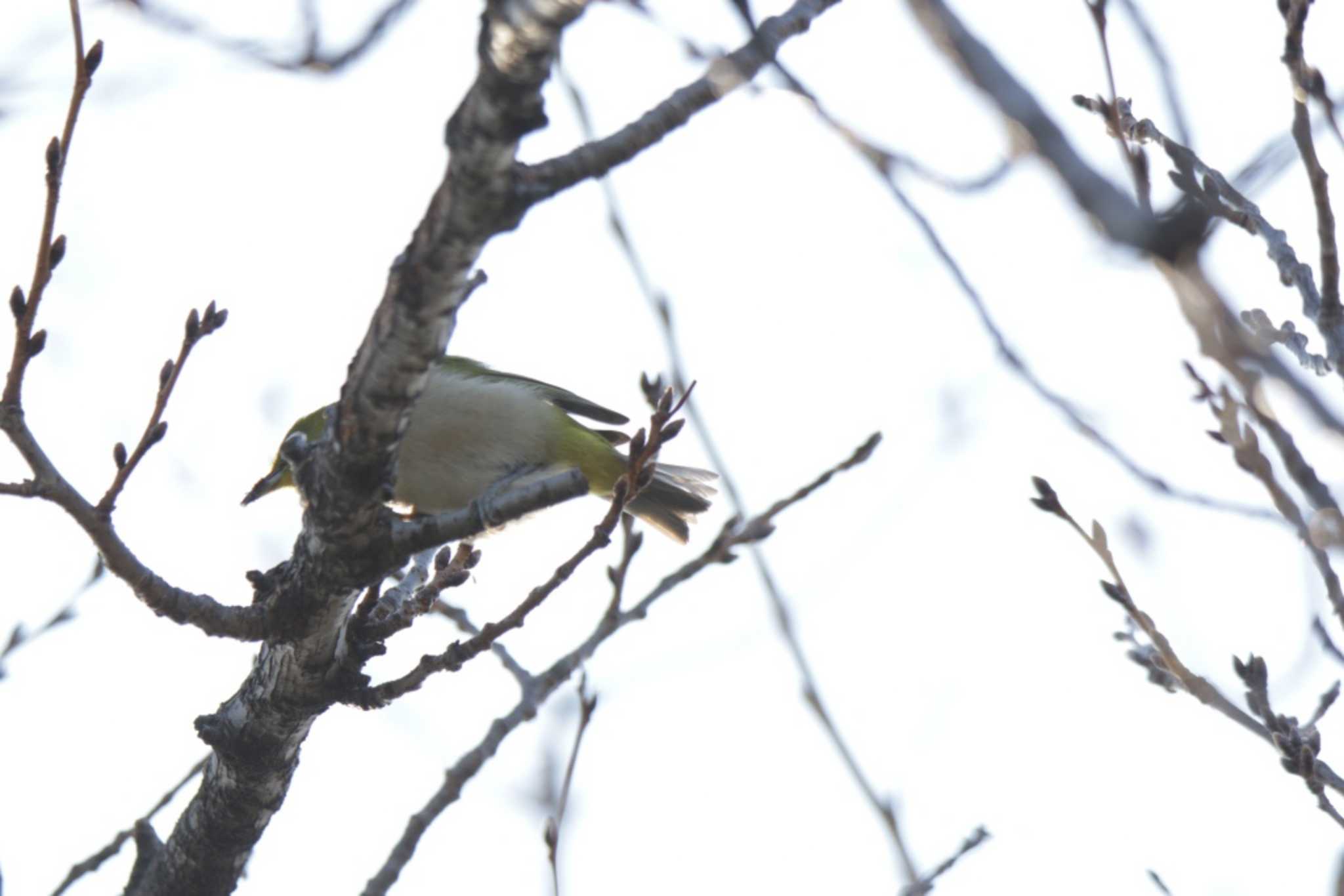 Photo of Warbling White-eye at 芥川 by KAZUSAN