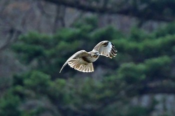 ノスリ 青葉山公園 2024年1月28日(日)