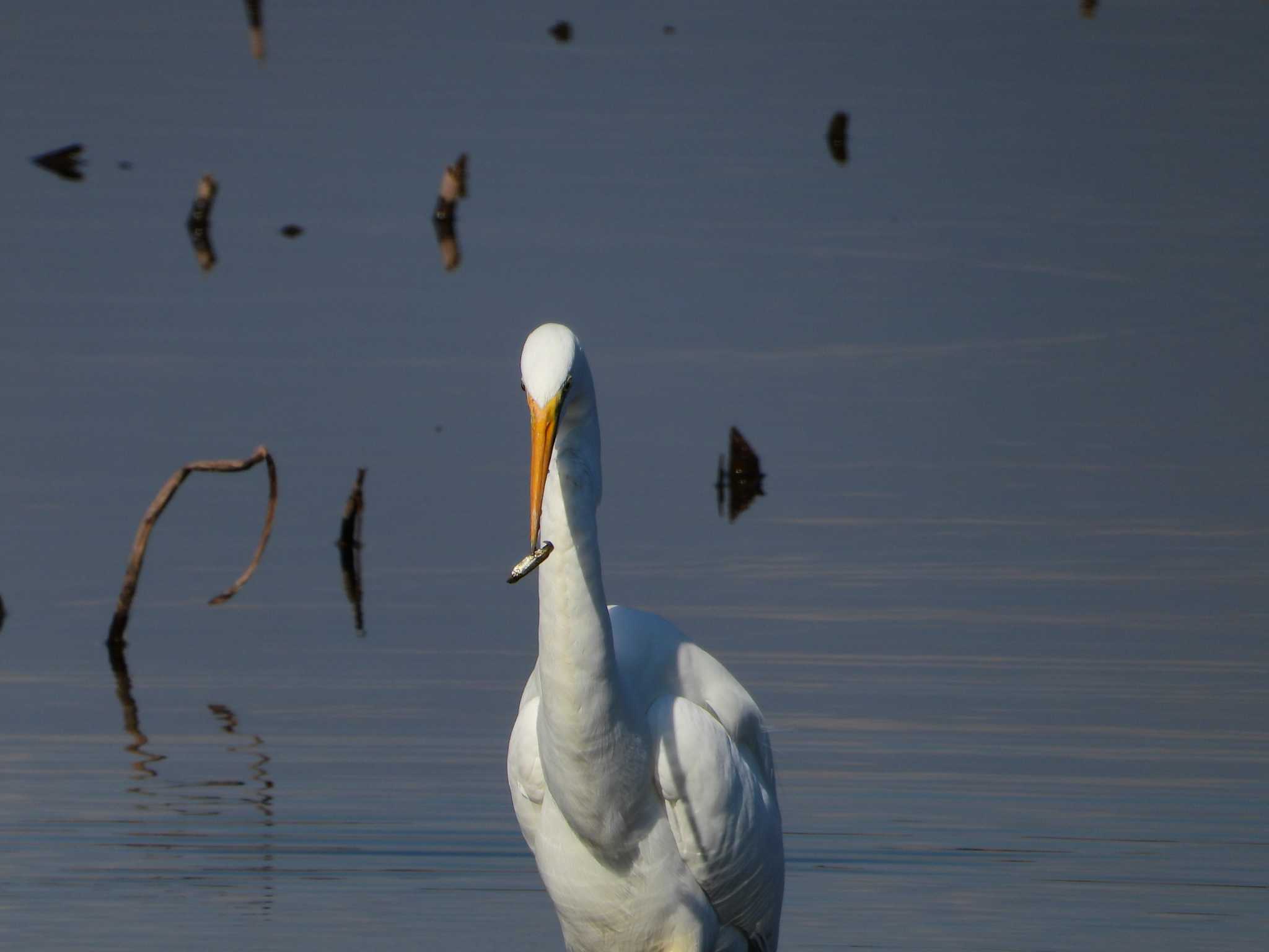 Photo of Great Egret at 城沼 by merumumu