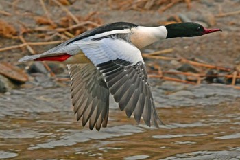 カワアイサ 青葉山公園 2024年1月28日(日)