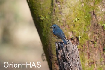 Red-flanked Bluetail 東京都多摩地域 Mon, 1/29/2024