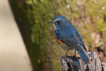 Red-flanked Bluetail 東京都多摩地域 Mon, 1/29/2024