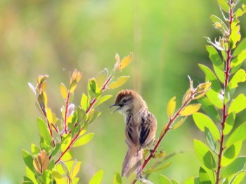 Tawny Grassbird Central Coast Wetlands Pioneer Dairy(NSW) Sun, 1/7/2024