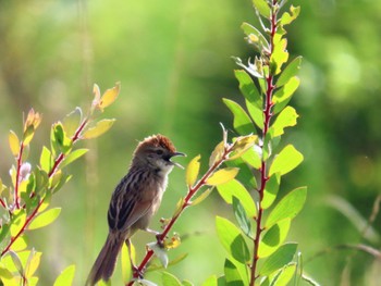 Tawny Grassbird Central Coast Wetlands Pioneer Dairy(NSW) Sun, 1/7/2024