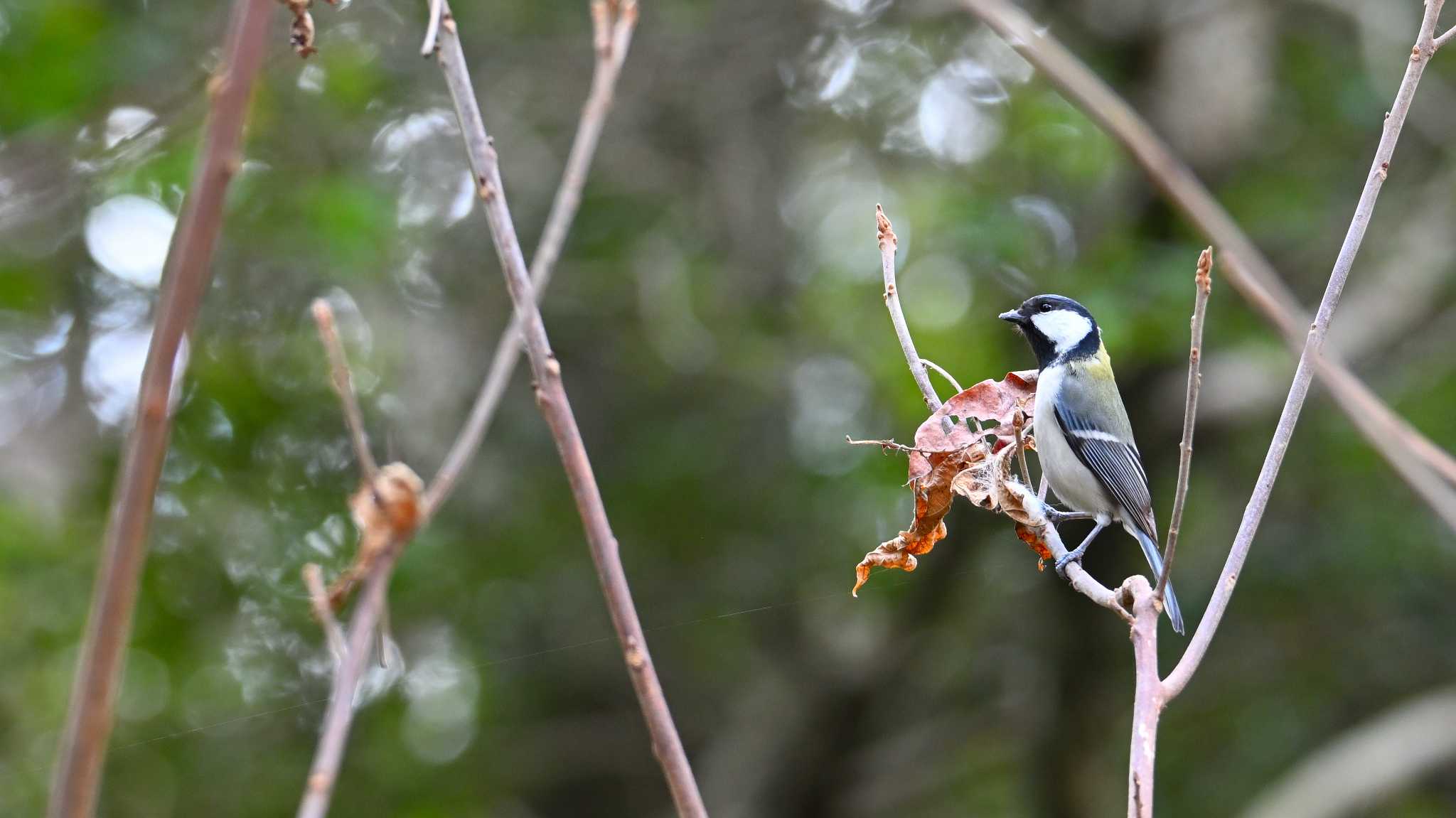 Japanese Tit