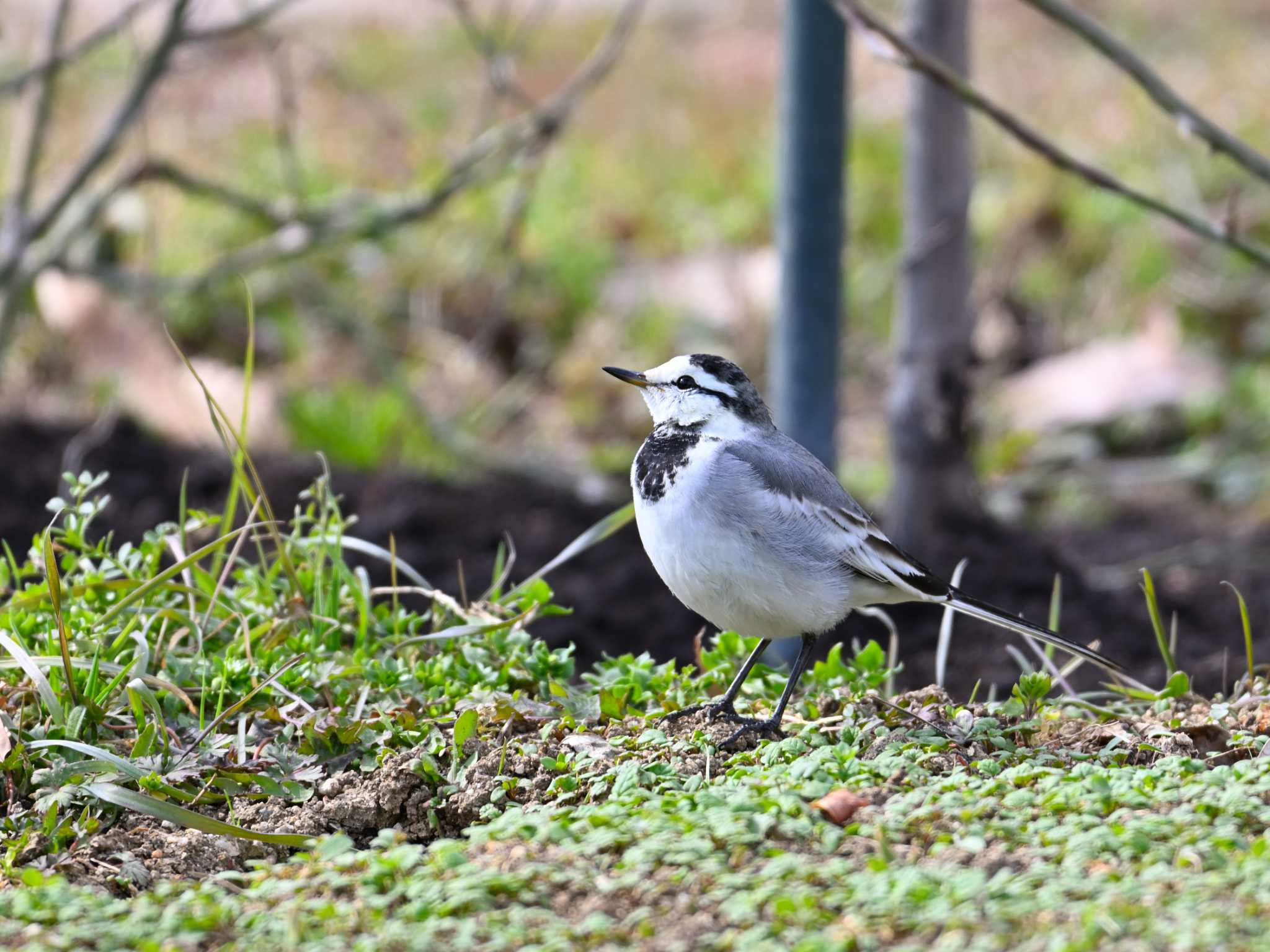 White Wagtail