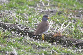 Grey-headed Lapwing Nabeta Reclaimed land Sat, 1/27/2024