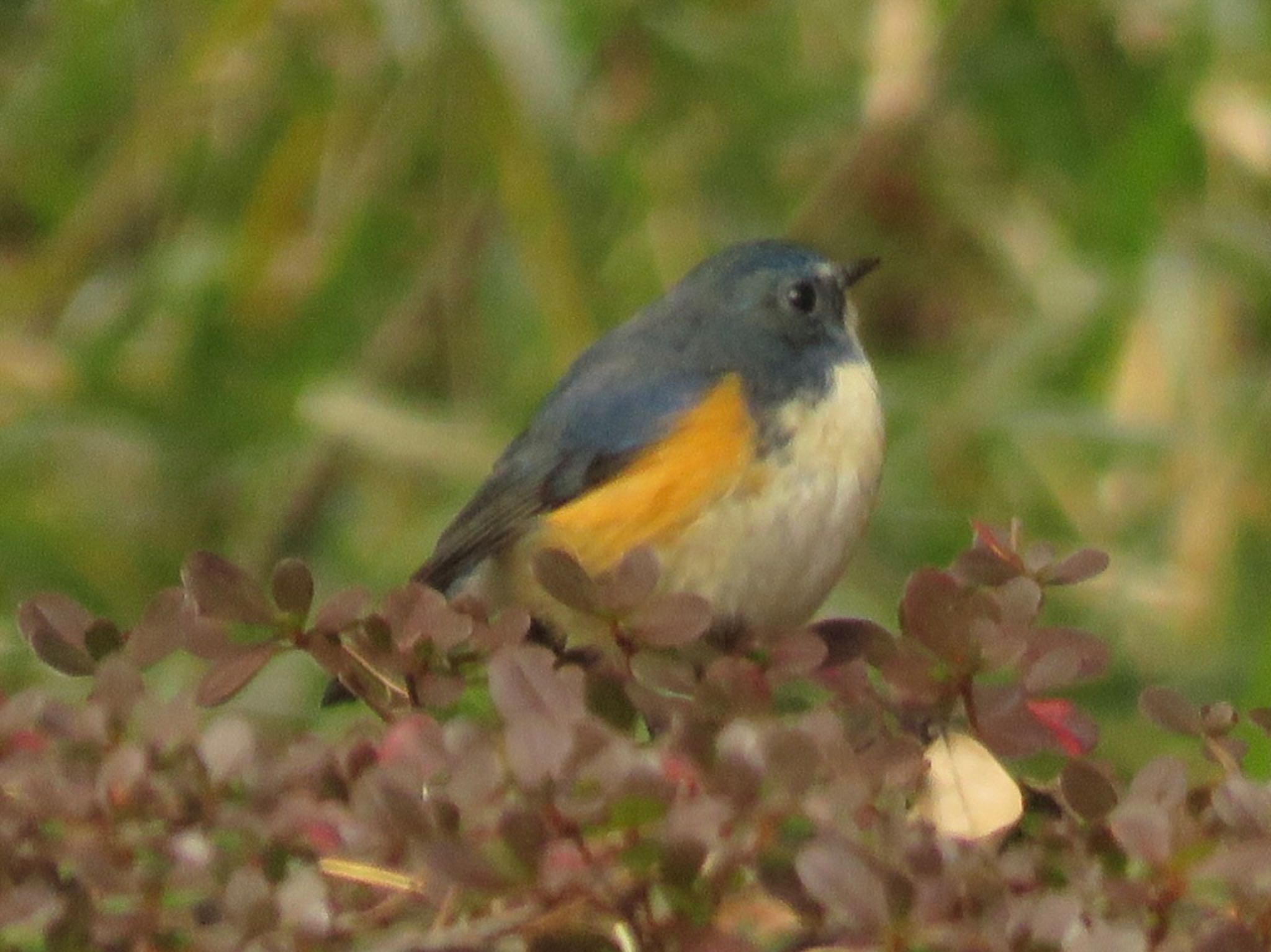 Red-flanked Bluetail