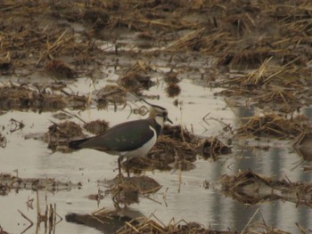 2024年1月28日(日) 北印旛沼の野鳥観察記録