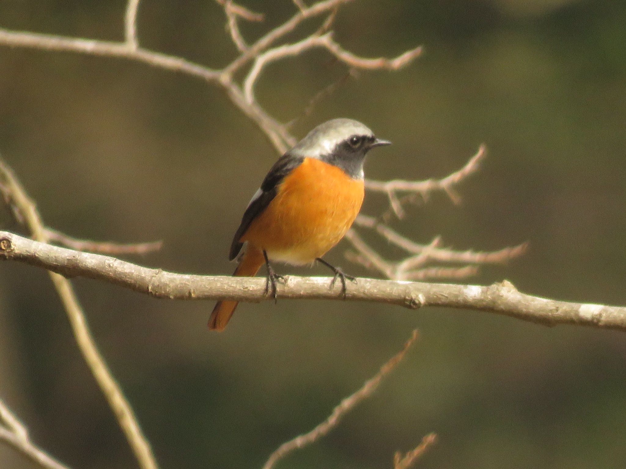 Daurian Redstart