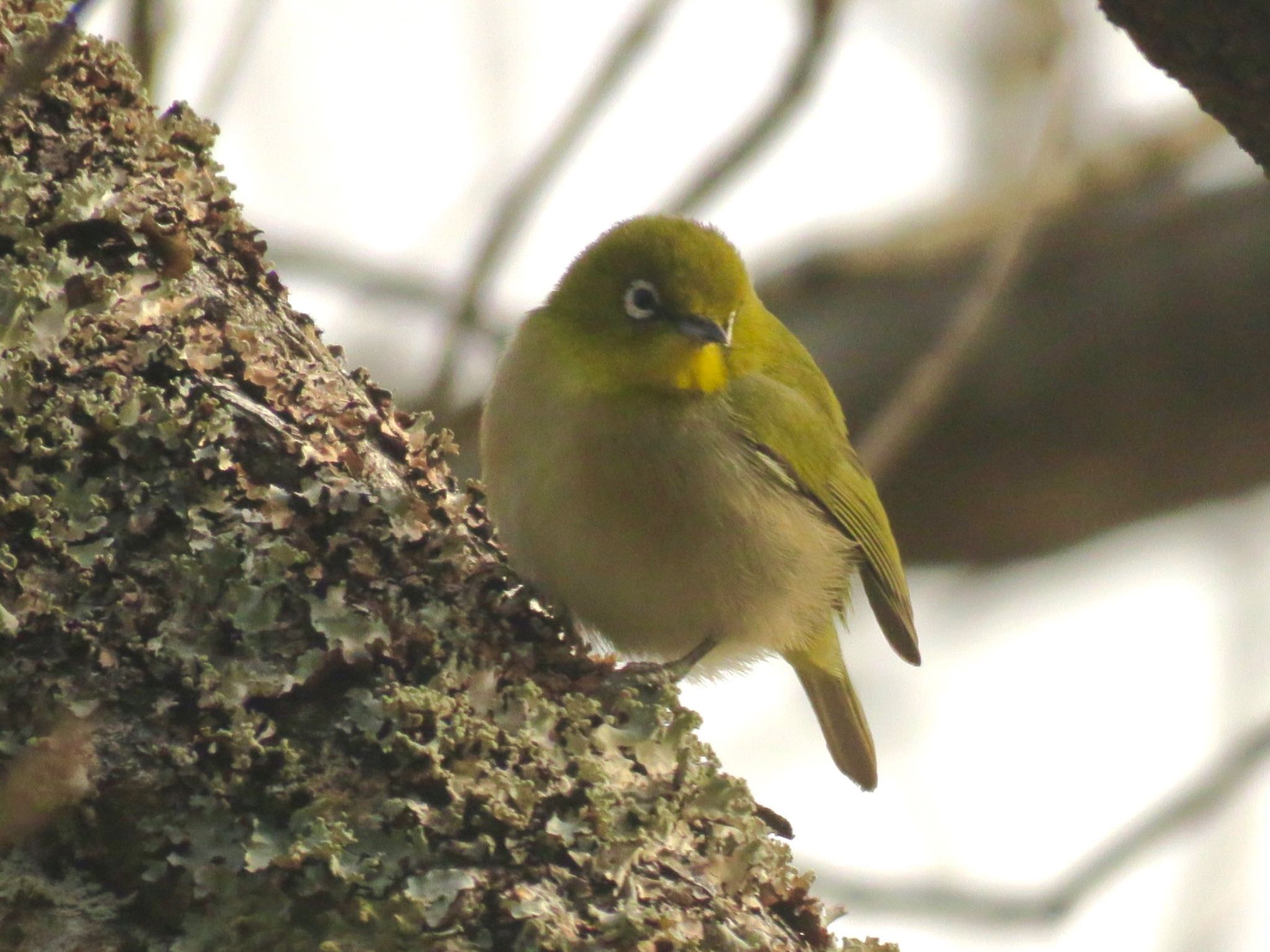 Warbling White-eye