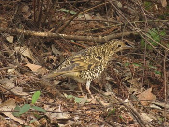 Sun, 1/28/2024 Birding report at 坂田ヶ池総合公園