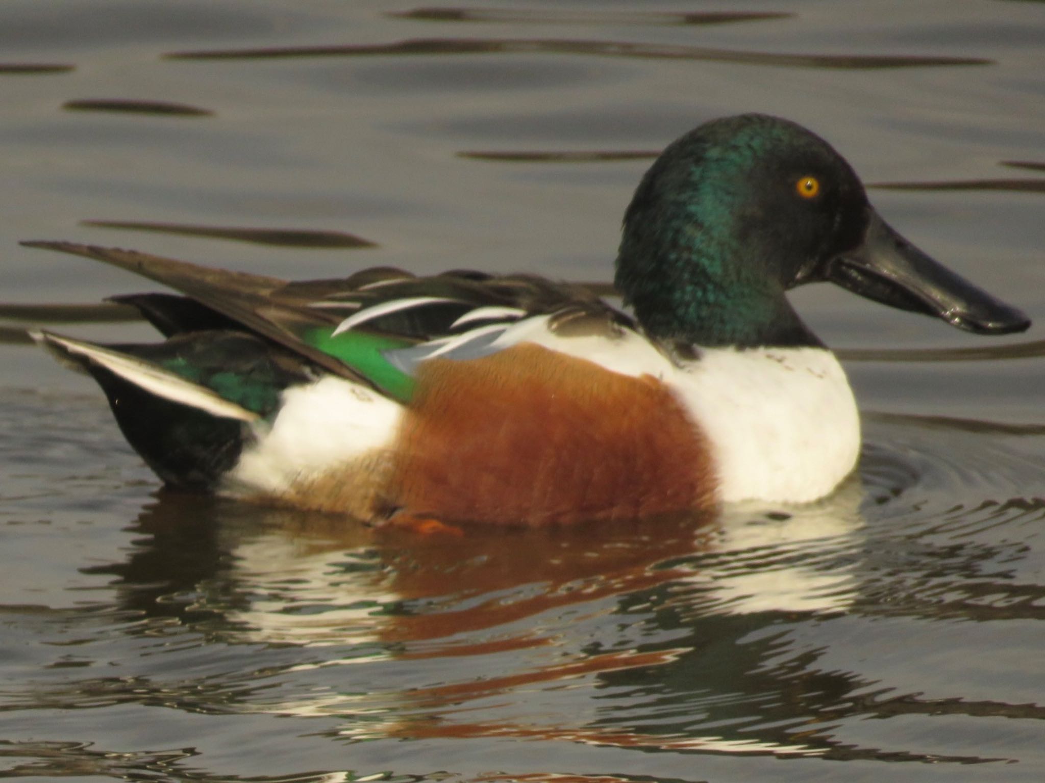 Northern Shoveler