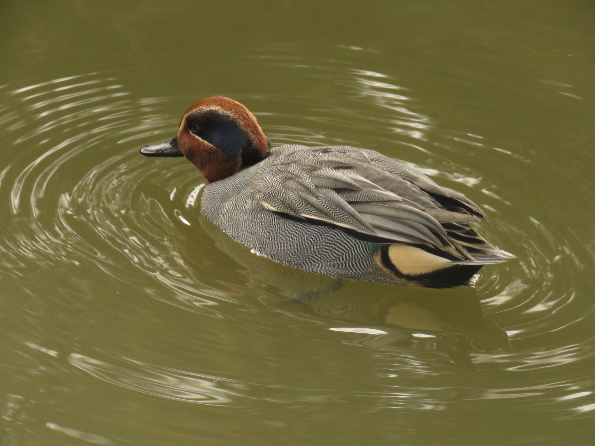 Eurasian Teal