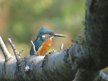 カワセミ じゅん菜池緑地(蓴菜池緑地) 2023年10月17日(火)