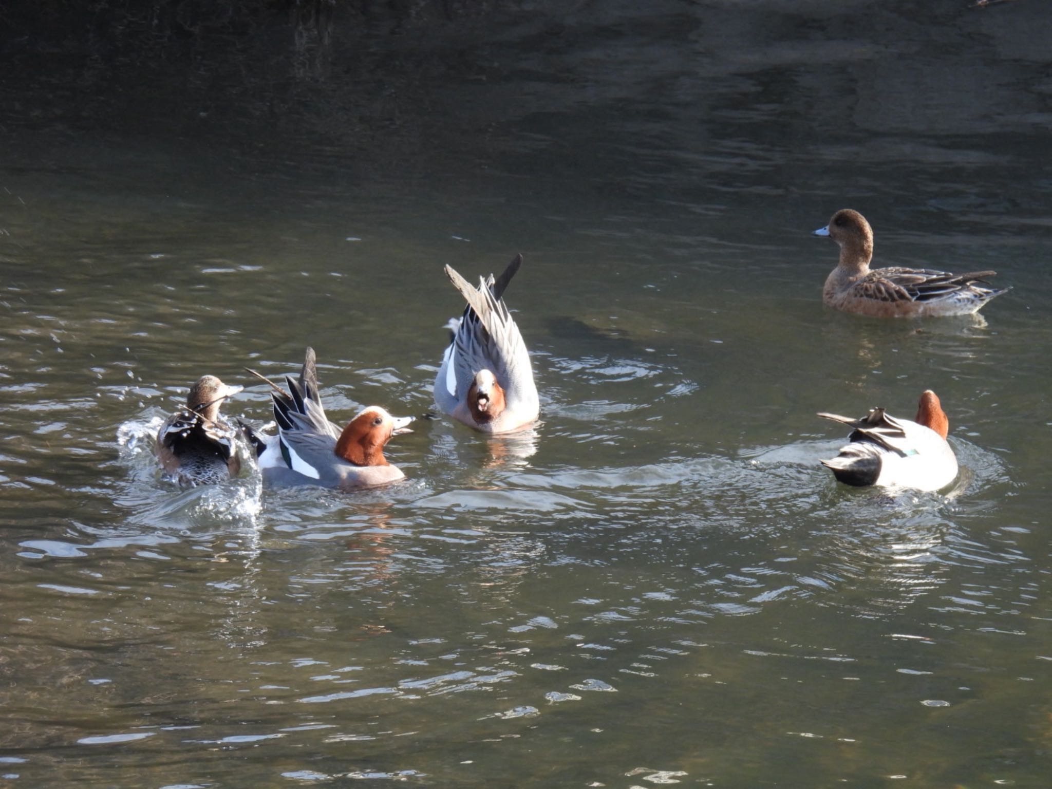 Photo of Eurasian Wigeon at 岐阜市 by じゃすみん 岐阜ラブ❤︎