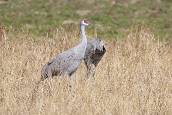 Sandhill Crane Izumi Crane Observation Center Sat, 1/27/2024