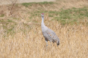 Sandhill Crane Izumi Crane Observation Center Sat, 1/27/2024