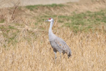 Sandhill Crane Izumi Crane Observation Center Sat, 1/27/2024