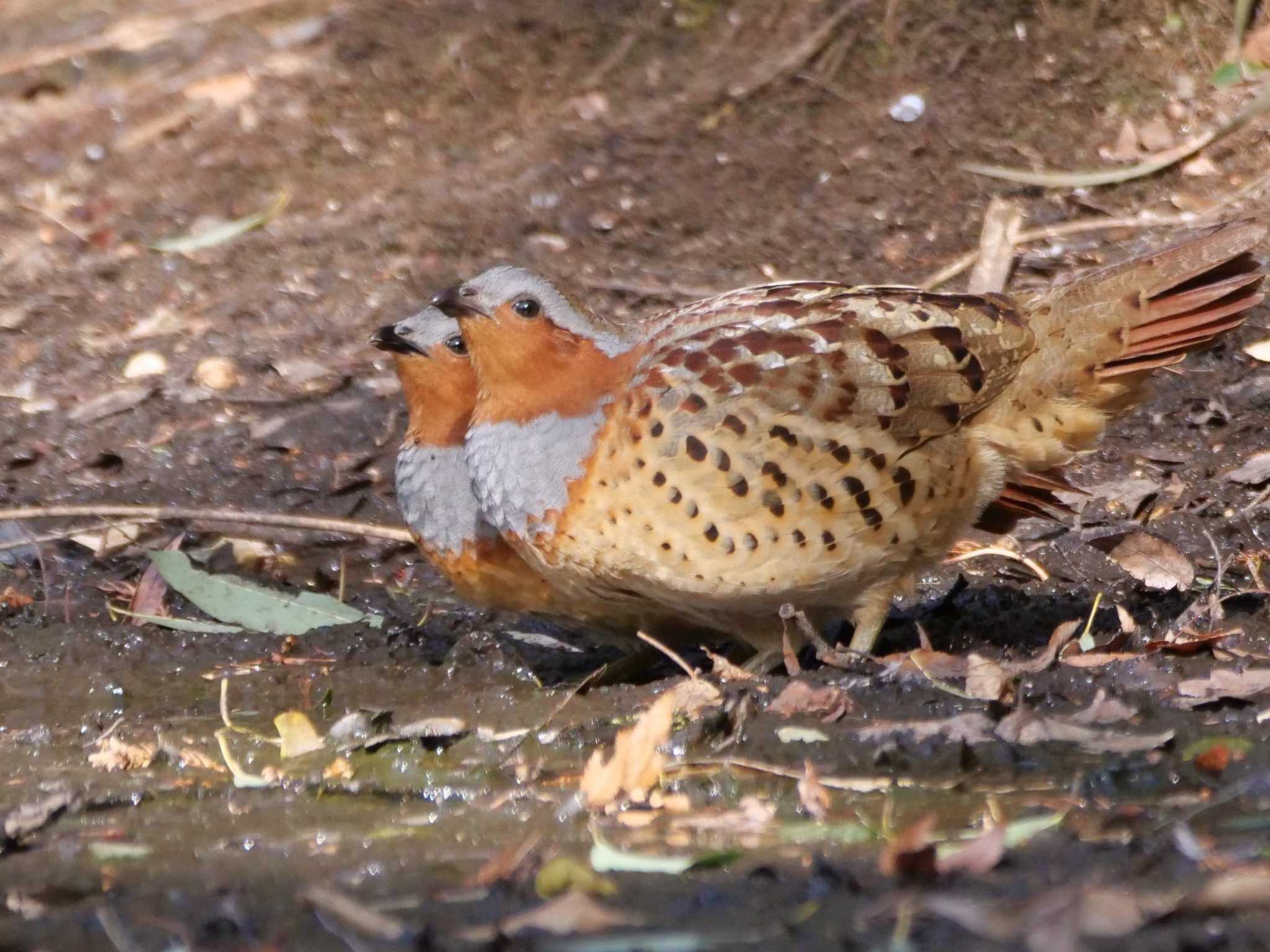 熊谷 コジュケイの写真 by little birds