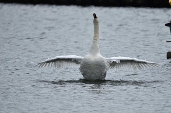 Mute Swan Unknown Spots Wed, 11/14/2018