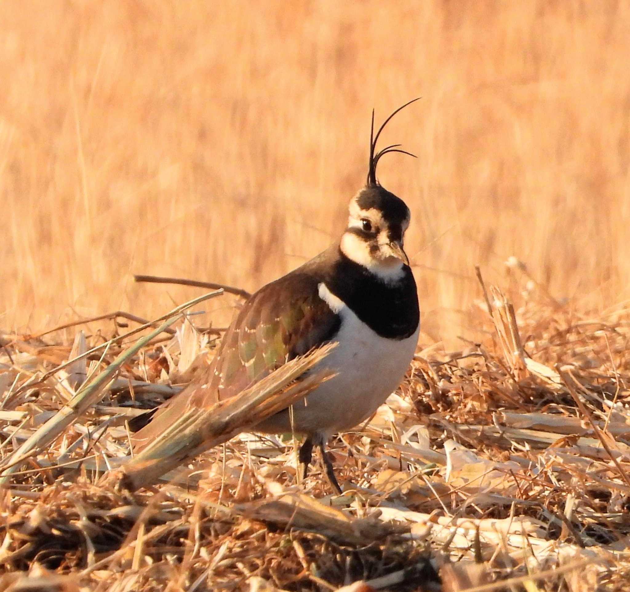 Photo of Northern Lapwing at  by サジタリウスの眼