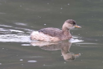 カイツブリ 明石公園 2023年12月31日(日)