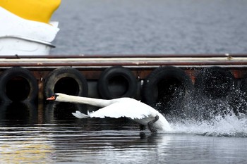 Mute Swan Unknown Spots Wed, 11/14/2018