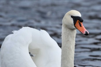 Mute Swan Yamanakako Lake Wed, 11/14/2018