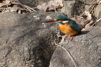 Common Kingfisher 愛知県 Sat, 1/27/2024